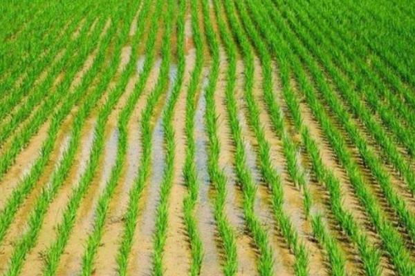 通系929水稻品种的特性，每亩有效穗数26.3万