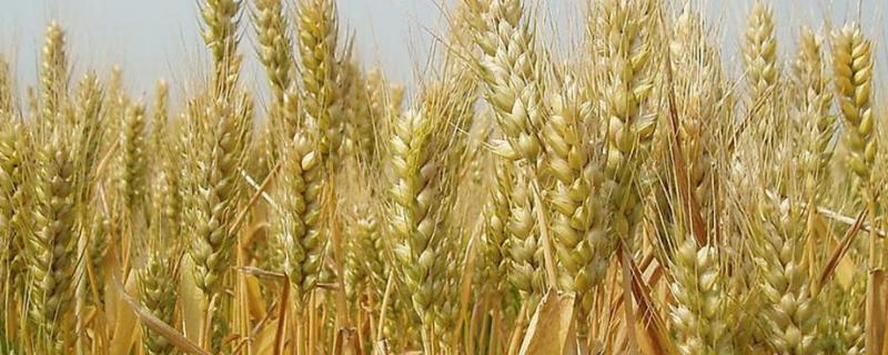 豫农982小麦品种的特性，适宜播期10月上中旬