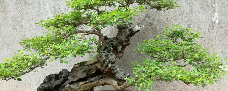 黄荆盆景怎样修剪，主要以修剪枝条为主