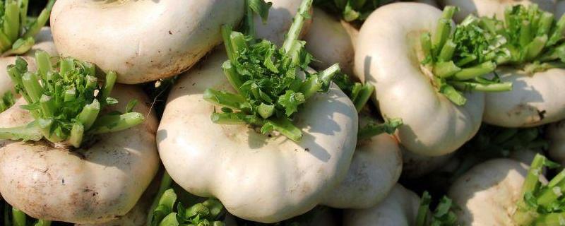 盘菜的亩产量，亩产量一般在3000至4000斤