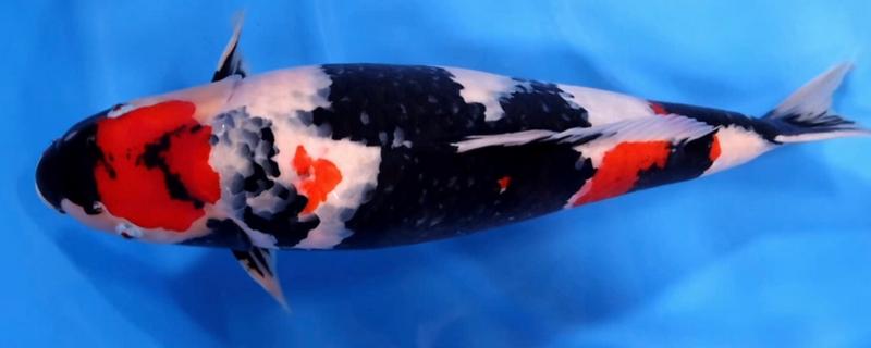 日本锦鲤简介，别称红鲤鱼、花脊鱼等