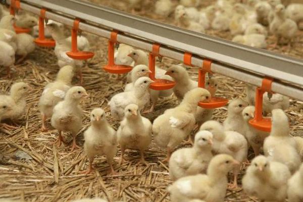 小鸡的喂食方法，每天喂2-3次