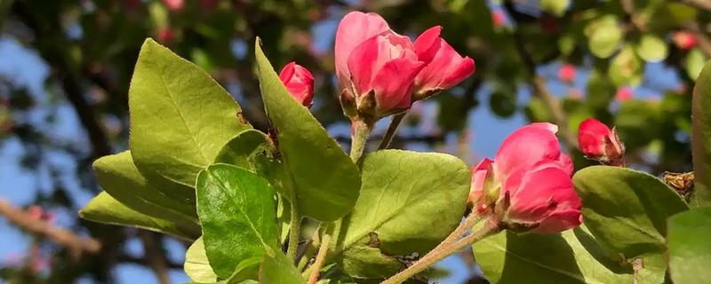 海棠树的开花时间，一般为4-5月份