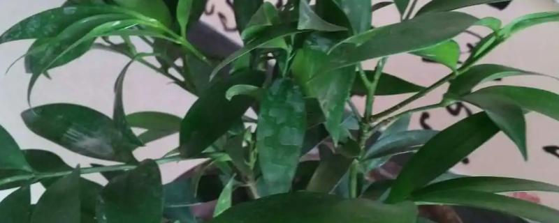 平安竹叶子黄的原因，可能是温度偏低或光照不足等