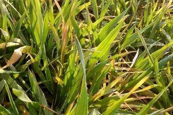 麦苗为什么发黄，发生病虫害、缺肥、种植密度过大等因素均会导致