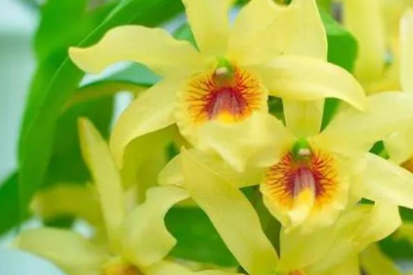 石斛花后如何修剪，应及时将凋谢的花剪掉
