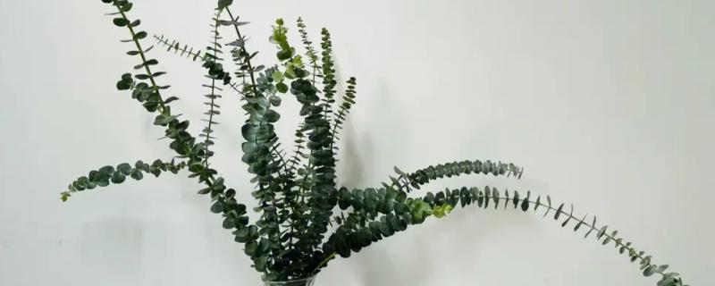 尤加利放卧室的注意事项，要注意确保充足光照条件