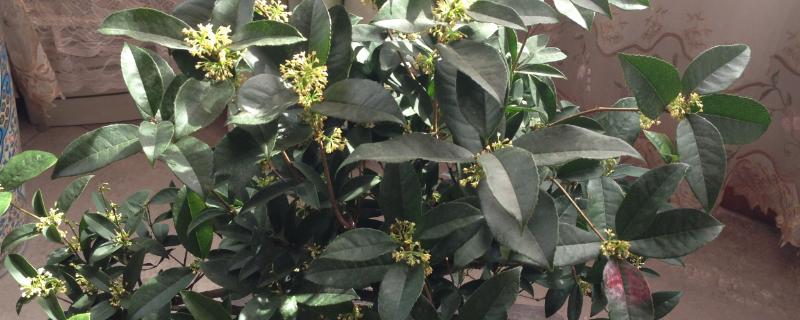 桂花能不能放在卧室，植株不带有毒性可以放卧室