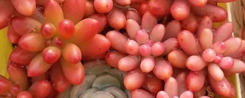 虹之玉锦和虹之玉的区别，品种、叶片颜色均不同