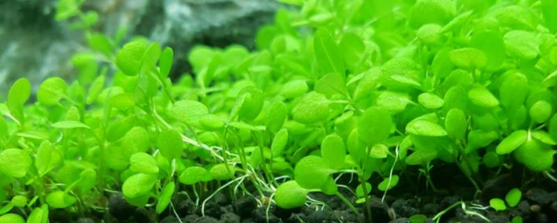 小对叶水草种子如何种植，播种完后要在容器顶部覆盖塑料薄膜