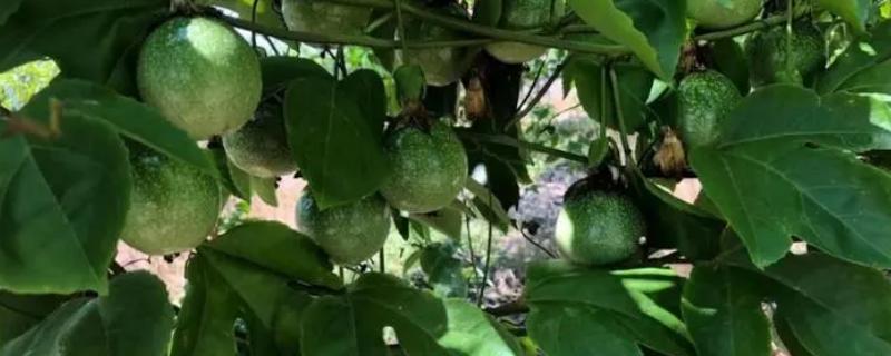 百香果的施肥方法，种植半个月后要追施粪尿水或尿素溶液