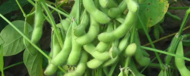 东生3号大豆种子简介，中抗SMVⅠ号株系