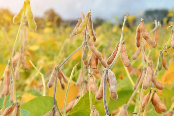 菏豆15号大豆种子特点，每亩种植密度为1.3万株左右