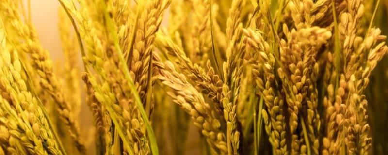蓉优17号水稻品种简介，秧田播种量每亩10-15公斤