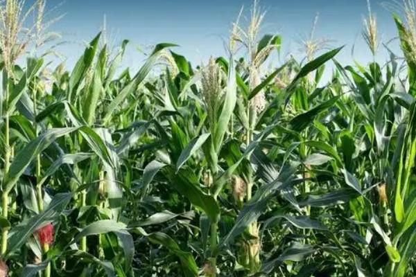 三北黑糯4号玉米种子简介，春播种植密度每亩4000株