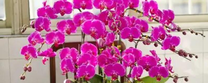 蝴蝶兰的花语，寓意事业发达、事事顺心等