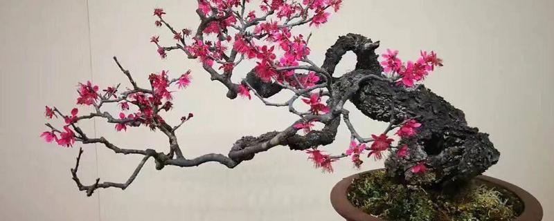 梅花不开花的原因及处理方式，光照不足或养分不足均会导致
