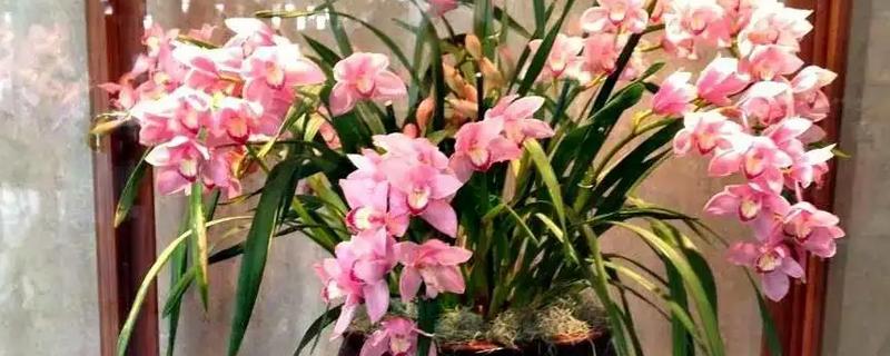 大花蕙兰在北方养会不会开花，在每年的10月份前后开花