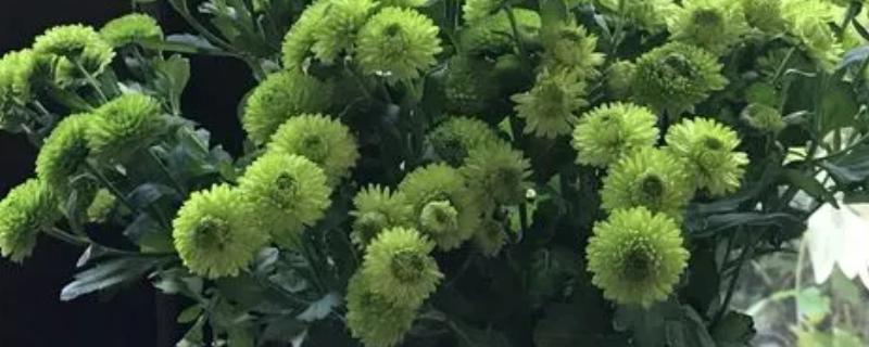 绿菊花的花语，寓意纯净高雅、生机活力等