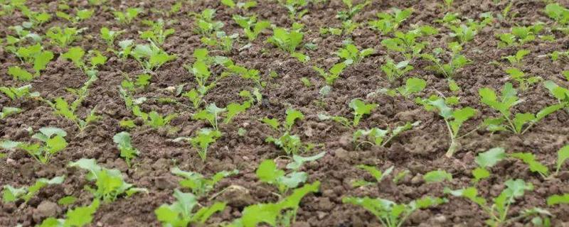 油菜一亩地可以栽多少棵，一亩可以栽培油菜2万株左右