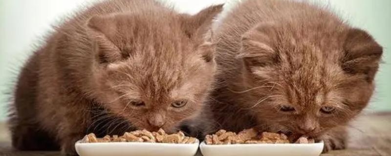 猫咪吃干粮和湿粮有什么优缺点，前者价格低但容易造成肥胖、后者可补充水分但保质期短