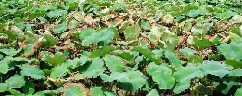 莲藕腐败病的传播途径，通过带病藕种和土壤传染