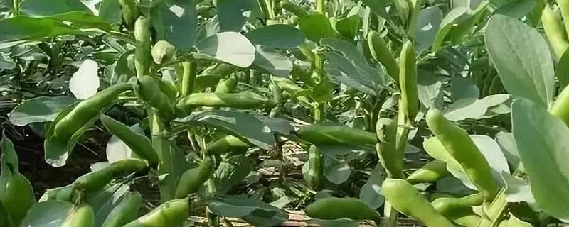 蚕豆一亩产多少斤，产量一般为150-200公斤左右/亩