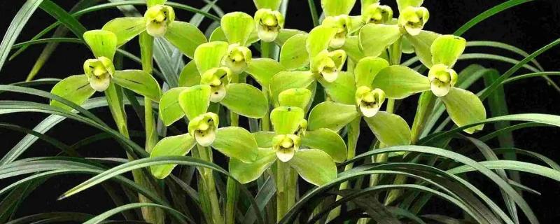 兰花的种植方法，剪除老弱病残根、经过消毒再栽种