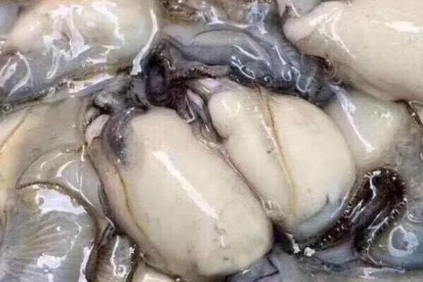奥林匹亚牡蛎的特点是什么，体型较小长度一般不超过10厘米