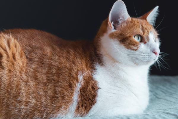 猫咪便血的原因，可能是肠道寄生虫或肠胃炎引起的