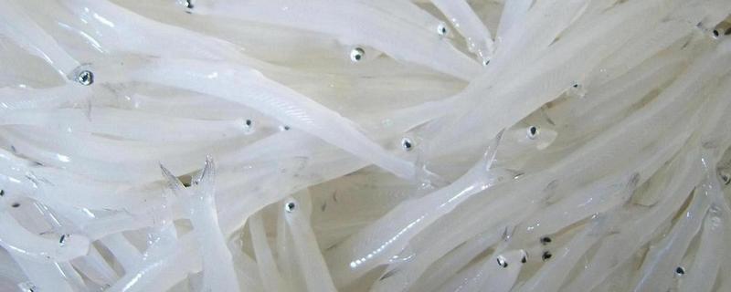 银鱼简介，因体色呈银白色而得名