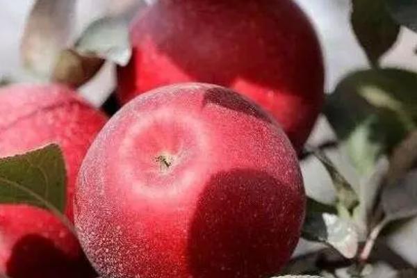 宇宙脆苹果有什么特点，用冰箱冷藏可保鲜1年
