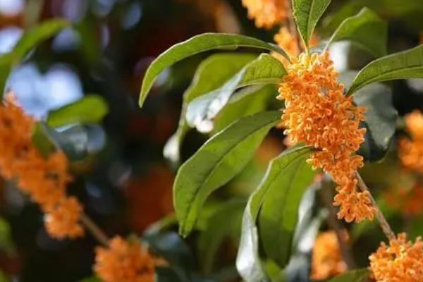 月桂树与桂花树有什么区别，品种、植株和花期均不同