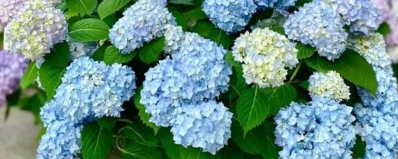 绣球花适合在家养吗，根茎有毒不适合在家里养殖