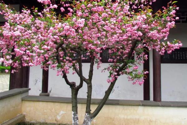 海棠花的花语，寓意离愁、苦恋之情等