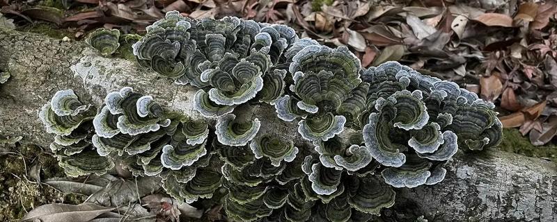 云芝和灵芝有什么区别，科属和外观均不同