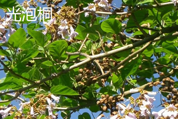 白花泡桐果实能不能吃，是不可直接食用的