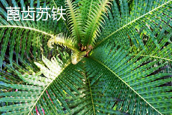 铁树的种类，常见的有巴西铁树、海南苏铁等