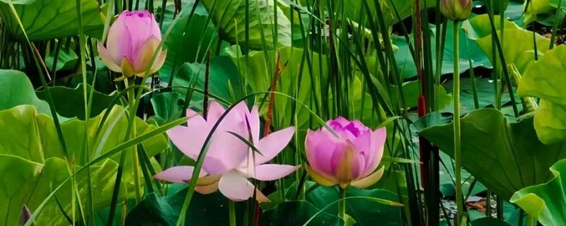 荷花有哪些特点，其叶子形状为圆形盾状