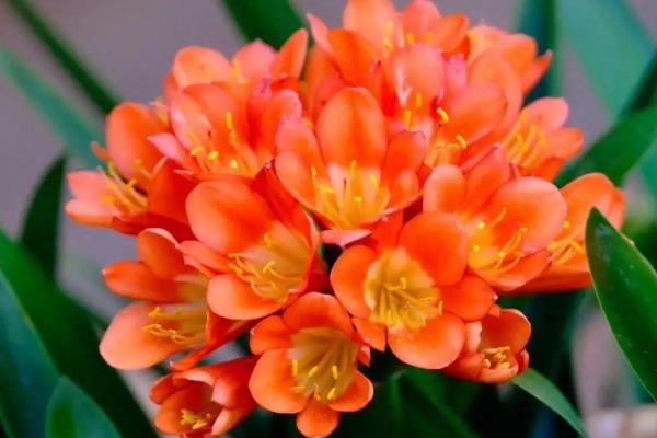 君子兰多少片叶子可以开花，长出20片叶子之后便有可能开花