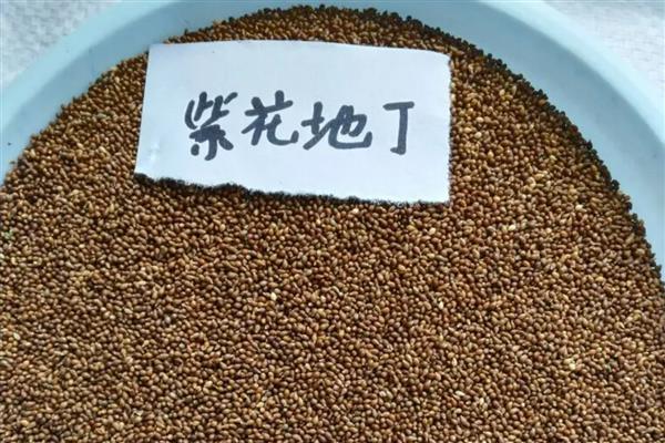 紫花地丁的种子怎么种植，对盆土消毒后再播种