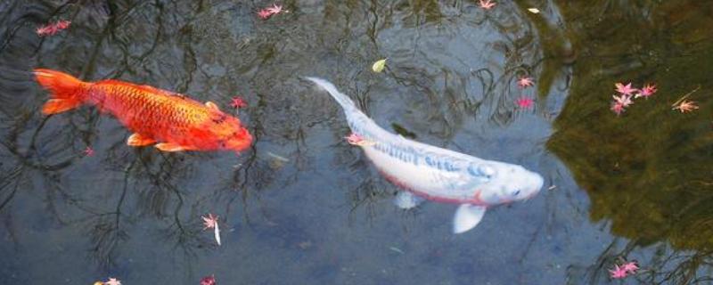 硬骨鱼类的品种，包括锦鲤、鳑鲏等鱼类