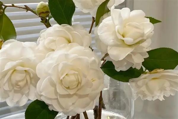 山茶花的花语是什么，寓意谦让高洁、理想的爱等