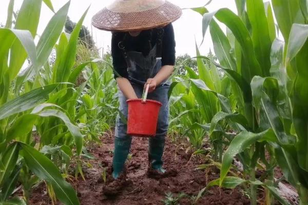 玉米大斑病危害特征，主要为害叶片