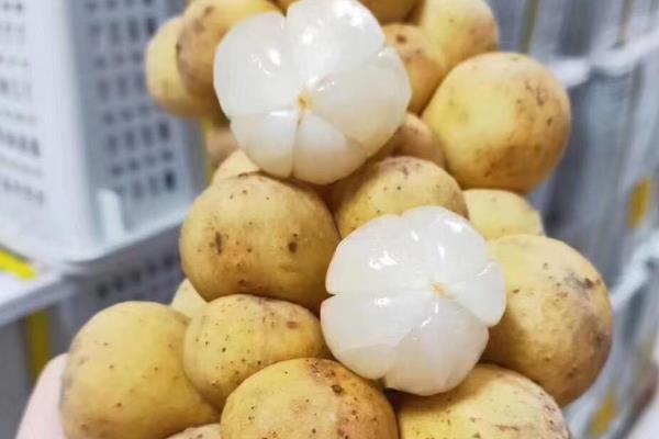 龙功果简介，是一种生长在泰国南部湿热地区的水果