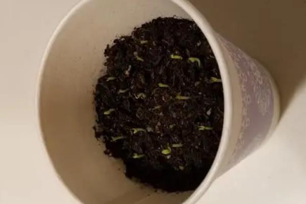 龙功果简介，是一种生长在泰国南部湿热地区的水果