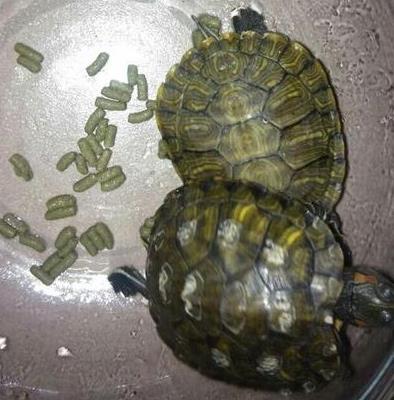 水龟有哪些品种，常见的有巴西龟、黄喉拟水龟、猪鼻龟等