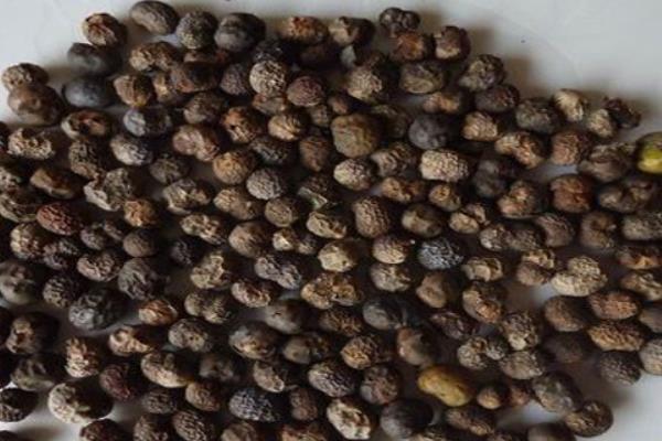 棕榈树的种植方法，一般在春秋季用种子繁殖