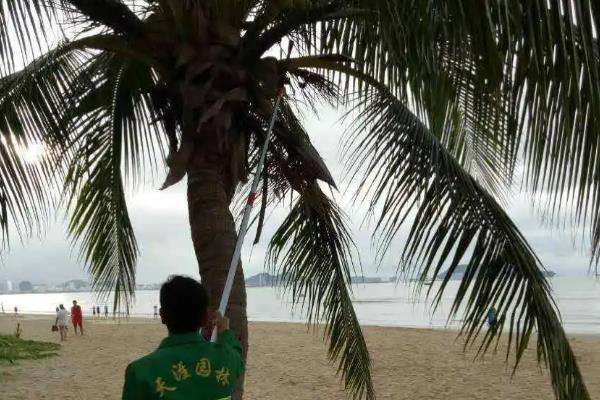棕榈树的种植方法，一般在春秋季用种子繁殖