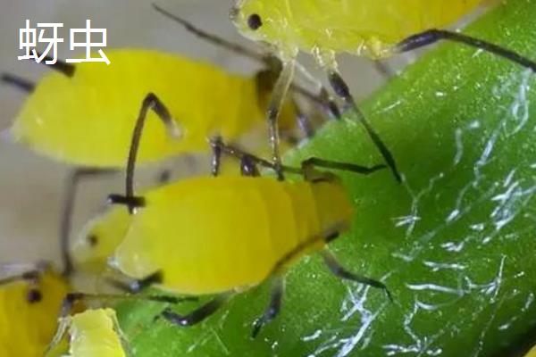 有哪些益虫，蜜蜂、瓢虫等品种较常见